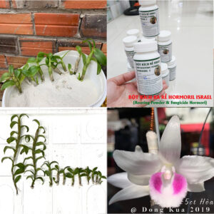Nhân Giống Hoa Lan có Bột Kích Rễ Nhanh, An Toàn nhập khẩu Israel (Hủ 100gr), Hiệu Hormoril 3