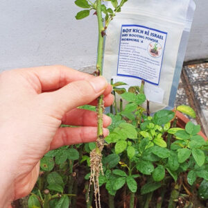 SIÊU KÍCH RỄ CÂY HOA HỒNG NHẬP KHẨU DÙNG GIÁM CHIẾT CÀNH TẠI NHÀ ĐẠT HIỆU QUẢ 90%