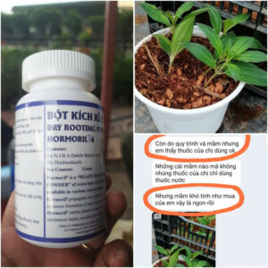 Kích Rễ nhanh Hoa Sim cây thân gỗ T6 with Fungicide (hủ 100gr có trị nấm bệnh cho vết cắt)