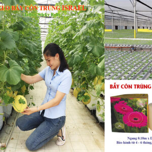 STICKY YELLOW SHEET FOR CATCHING FILIES from Israel