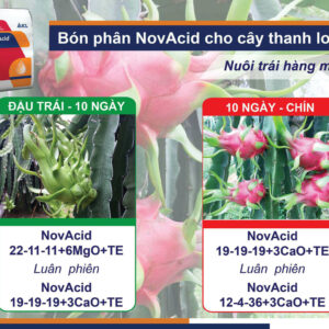 Phân Bón Thanh Long Novacid Israel hòa tan 100% tại gia đoạn nuôi trái qua hệ thống tưới nhỏ giọt vào gốc cây giúp trái lớn và làm sạch ống tưới, chống nghẽn ICL 22-11-11+6MgO+TE