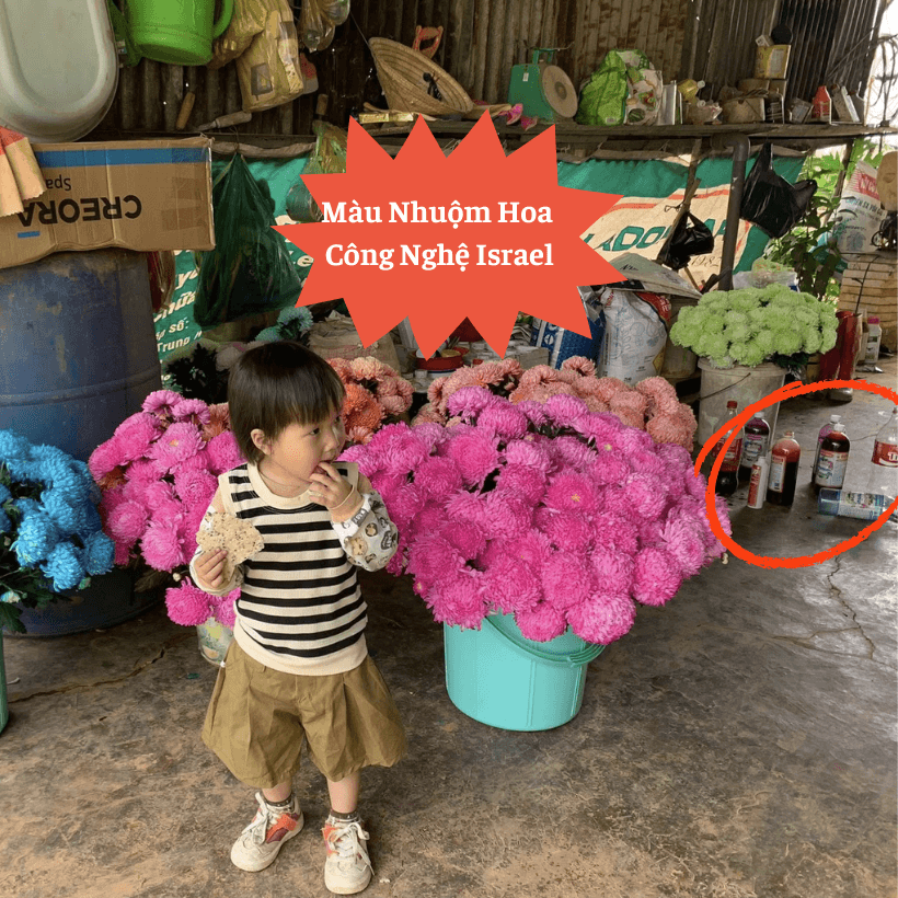 Nước Màu Nhuộm Hoa Tươi Premium Color Israel