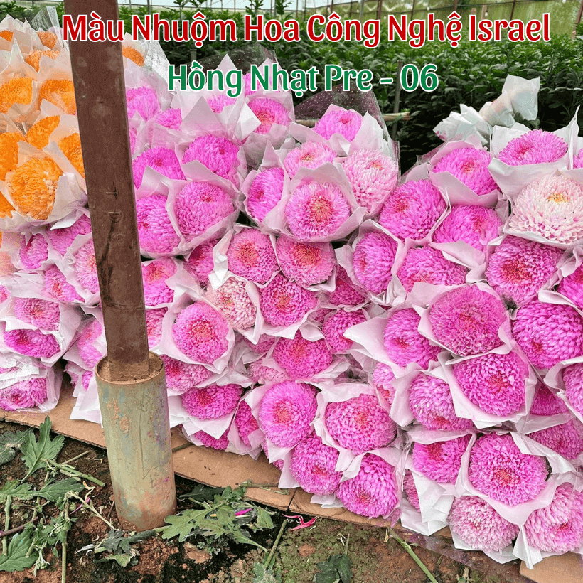 Nước Màu Nhuộm Hoa Tươi Premium Color Israel