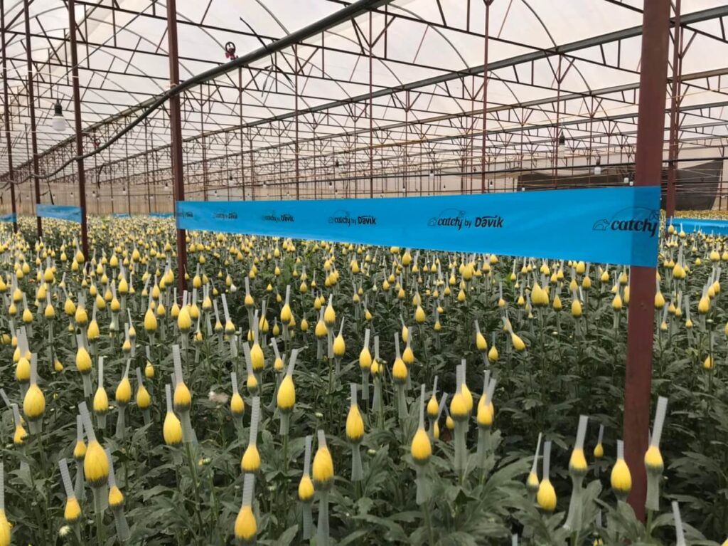 Keo Bẫy Xanh Israel Blue Stick Cuộn 100 Mét – Bẫy Côn Trùng Bay Trong Nhà Kính
