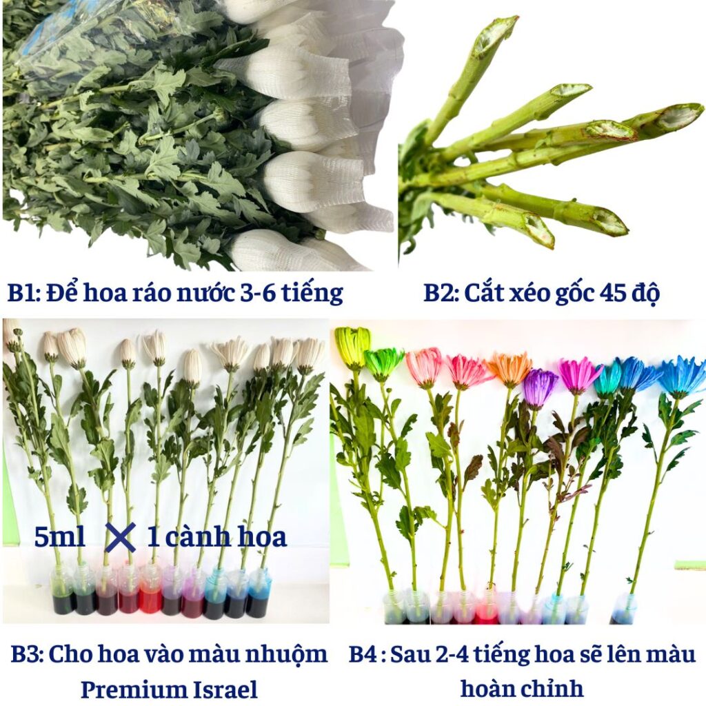 Hướng dẫn nhuộm hoa