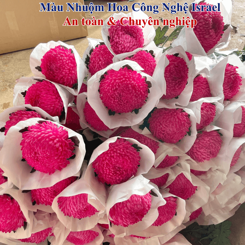 Nước Nhuộm Hoa Tươi Màu Đỏ Đậm Boost Pre 11
