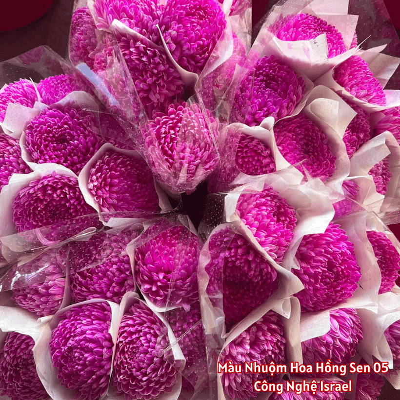 Nước Nhuộm Hoa Tươi Màu Hồng Sen Đậm Pre 05