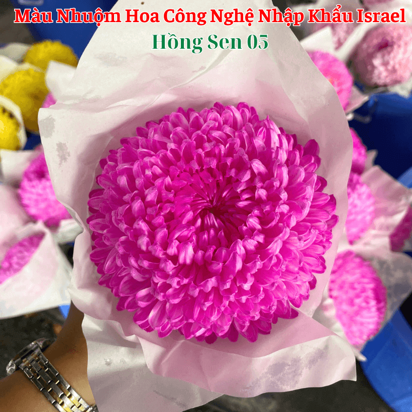 Nước Nhuộm Hoa Tươi Màu Hồng Sen Đậm Pre 05