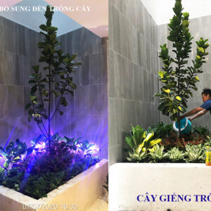 TRỒNG CÂY GIẾNG TRỜI CÂY TRONG NHÀ TẠI KHÁNH HỘI