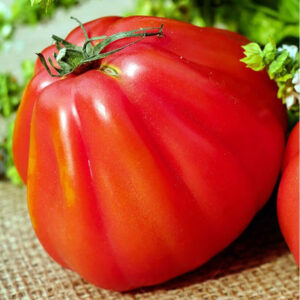 1 túi HẠT GIỐNG CÀ CHUA HỮU CƠ NHẬP KHẨU MINIGARDEN TỪ 150 HẠT/TÚI