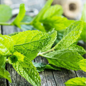 HẠT GIỐNG NHẬP KHẨU (RAU BẠC HÀ) HẠT HỮU CƠ 100% GREEN MINT (Còn hàng)