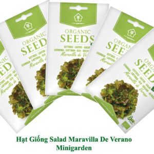 HẠT GIỐNG XÀ LÁCH NHẬP KHẨU BỒ ĐÀO NHA LÀ HẠT HỮU CƠ VỚI 2.600 HẠT/TÚI