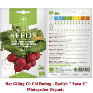 Hạt giống Củ Cải Đường Hữu Cơ nhập khẩu Bồ Đào Nha “Saxa 2” (từ 500 đến 750 hạt)