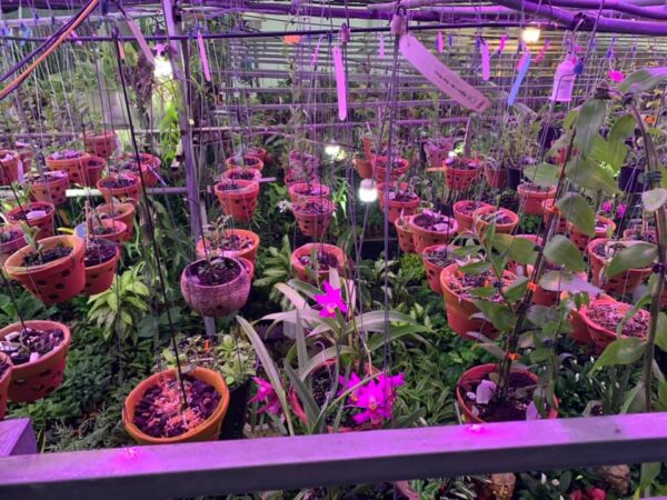Đèn LED Quang Hợp Trồng Nấm Linh Chi Trong Nhà