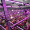 Đèn LED Quang Hợp Trồng Nấm Linh Chi Trong Nhà