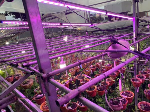 Đèn LED Quang Hợp Trồng Nấm Linh Chi Trong Nhà