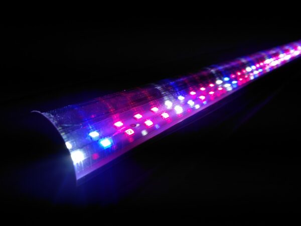 Đèn LED Quang Hợp Trồng Nấm Linh Chi Trong Nhà
