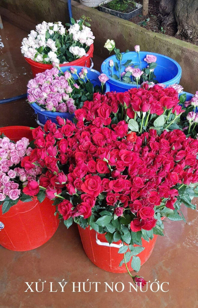 Nước Ngâm Hoa Trong Xô TOG Galileo Israel Giúp Hoa Tươi Lâu Cho Chợ Sỉ Hoa