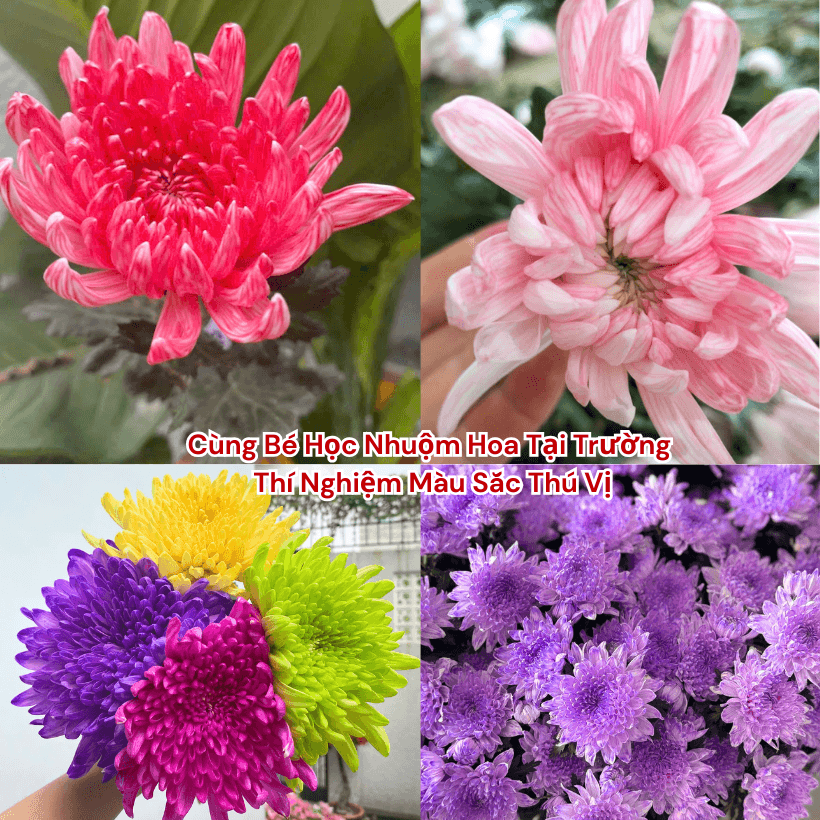 Nước Màu Nhuộm Hoa Tươi Giúp Hoa Trắng Đổi Màu