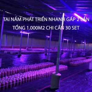 TRỒNG NẤM LINH CHI TRONG NHÀ BẰNG ĐÈN LED QUANG HỢP (COMBO 5 BỘ) LED DÀI KÍCH THÍCH NẤM PHÁT TRIỂN NHANH