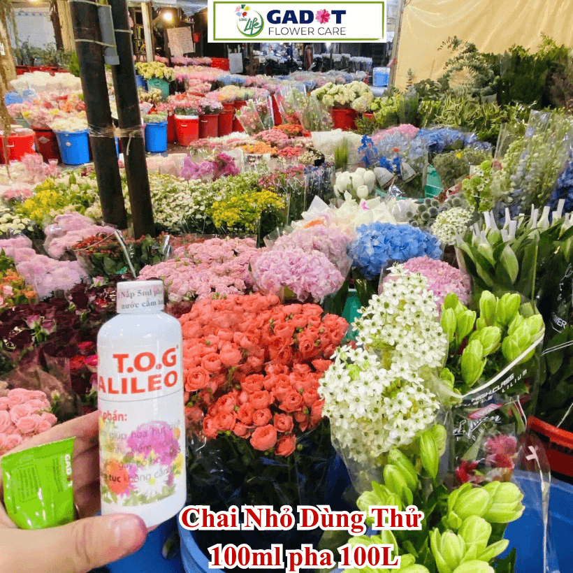 Nước Ngâm Hoa Trong Xô TOG Galileo Israel Giúp Hoa Tươi Lâu Cho Chợ Sỉ Hoa