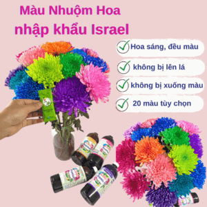 Tự Nhuộm Hoa Tại Nhà bằng nước nhuộm đổi màu hoa công nghệ Israel (Chai 1 lít)