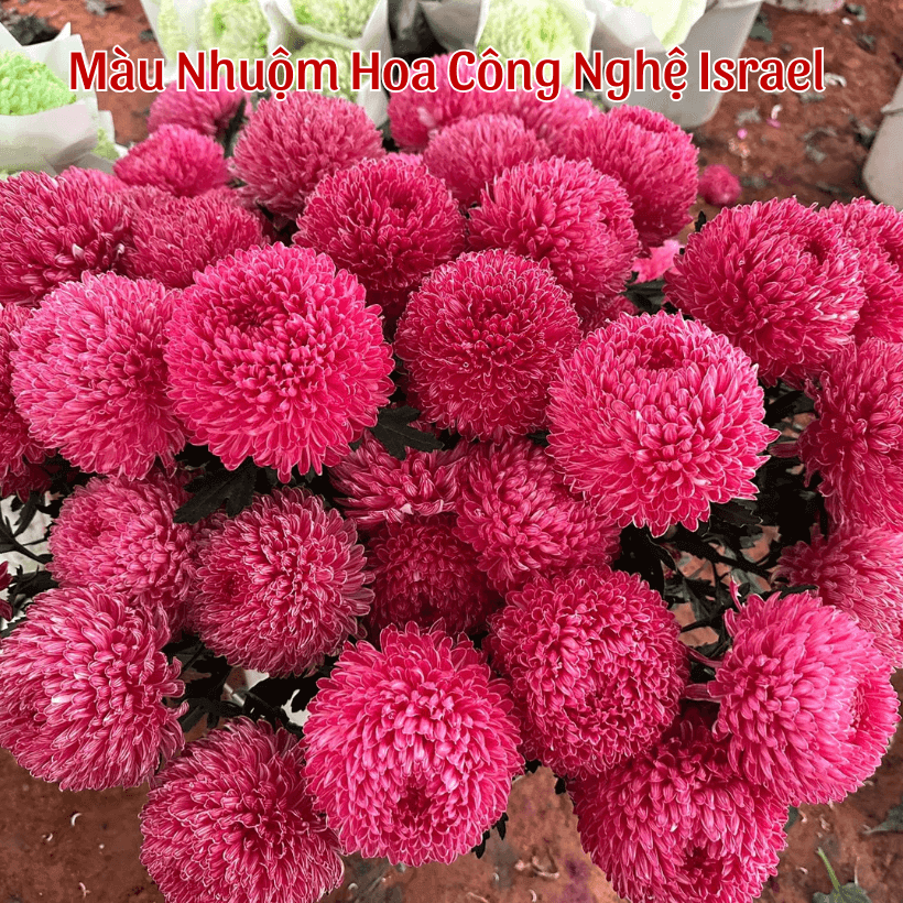 Hoa Cúc Mẫu Đơn Nhuộm Màu Tại Vựa Sỉ Hoa Đà lạt