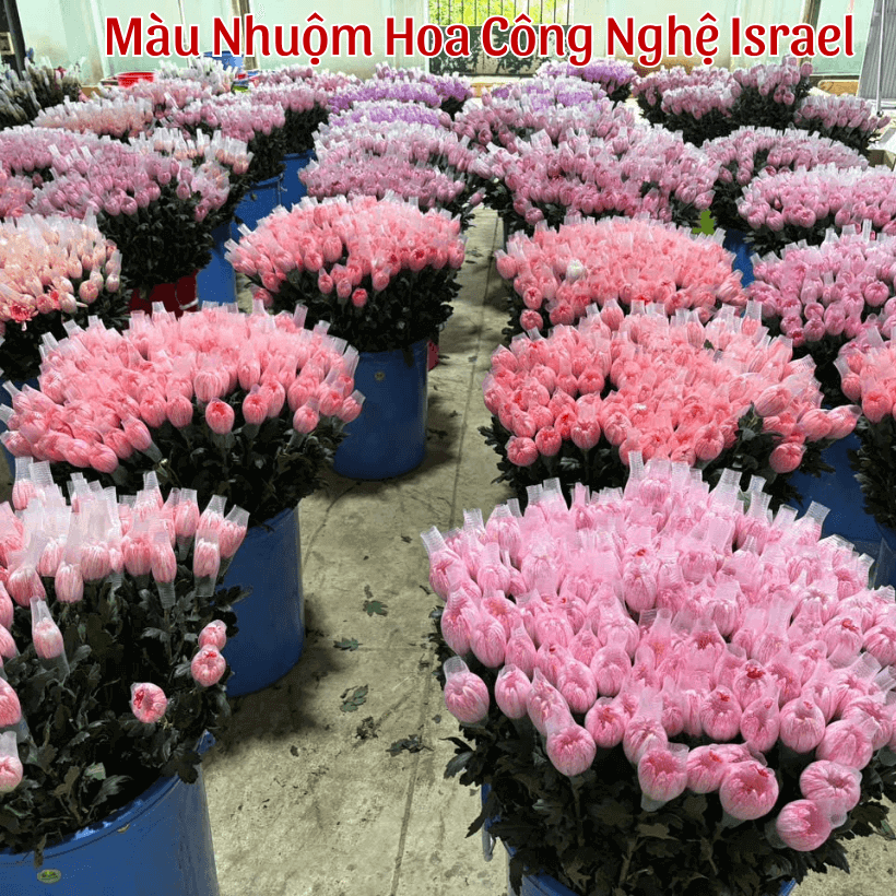 Nhuộm Cúc Lưới Nhiều Màu Theo Công Nghệ Israel