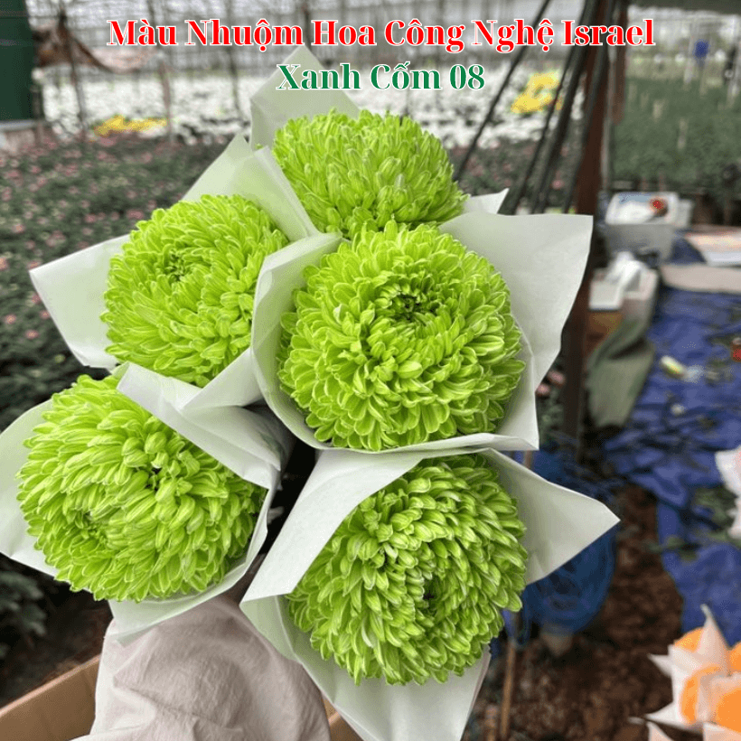 Hoa Cúc Mẫu Đơn Nhuộm Tại Xanh Cốm 08