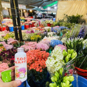 Chợ Hoa Bảo quản hoa lâu tàn bằng nước cắm hoa nhập khẩu Israel TOG Galileo (chai 100ml) hiệu quả và tiết kiệm