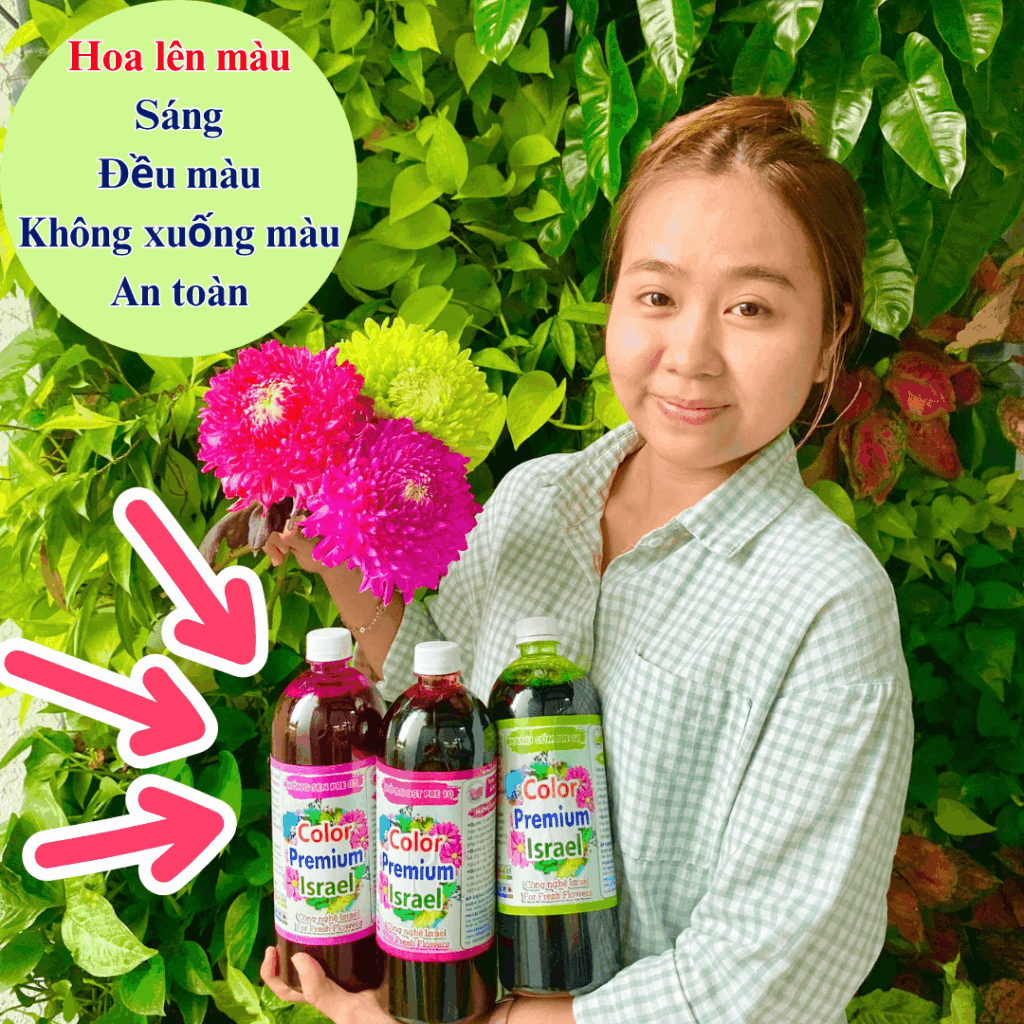 NƯỚC NHUỘM ĐỔI MÀU HOA CÚC TRẮNG