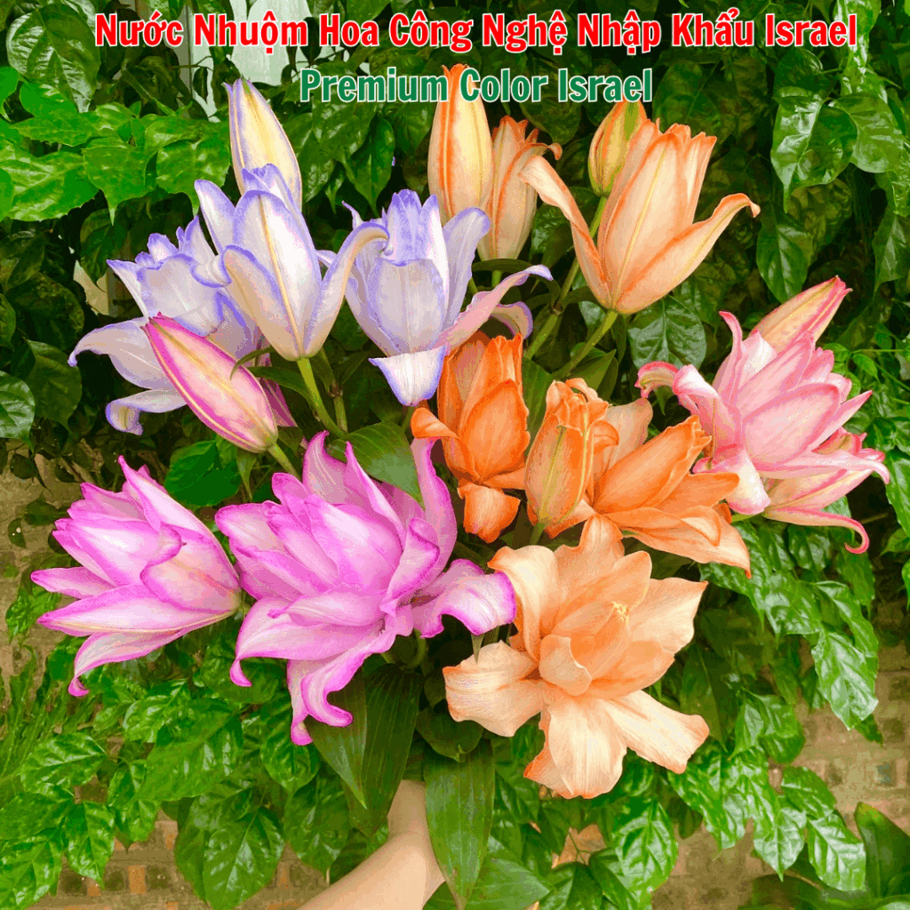 Hoa Ly kép nhuộm từ Nước Màu Nhuộm Hoa Israel