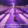 Đèn LED Quang Hợp Trồng Nấm Linh Chi Trong Nhà