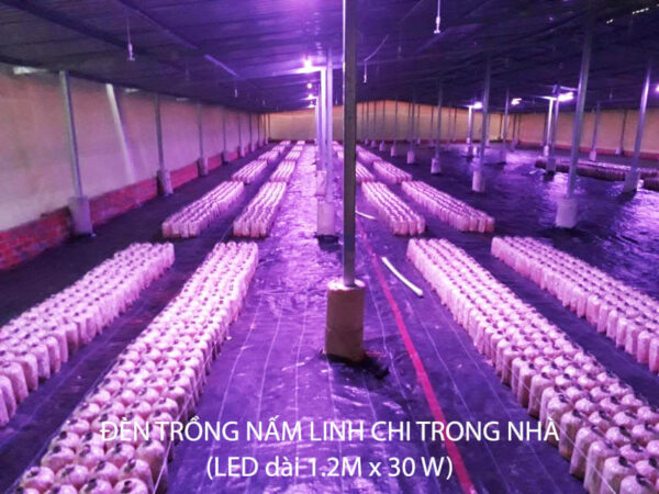Đèn LED Quang Hợp Trồng Nấm Linh Chi Trong Nhà