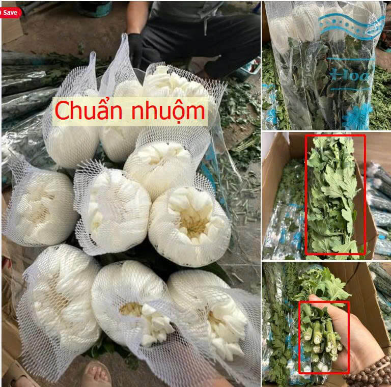  Hoa ở trạng thái “khát nước” thì khả năng hút nước mạnh nhất