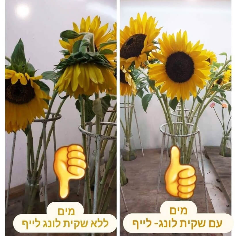 Gói Dưỡng Hoa Tươi Lâu Long Life Nhập Khẩu Israel