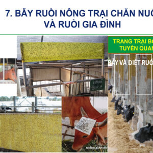 Diệt Ruồi Nông Trại như Chuồng Bò khác bằng Cuộn Keo Dính Vàng Nhập Khẩu Israel Sticky Yellow Roll