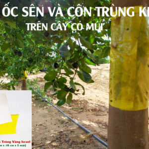 Bẫy Ốc Sên Cây Cam Cây Quýt (5.200đ/miếng/cây x 8 tháng) Nhập khẩu Israel