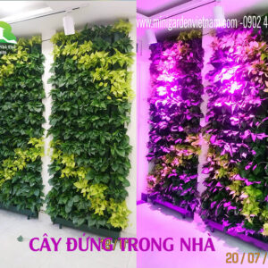 Trồng Cây Đứng Trong Nhà Bằng Khung Module Vườn Đứng Bồ Đào Nha tại Nhà Chị Huyền có tưới nhỏ giọt tự động và đèn quang hợp cho cây