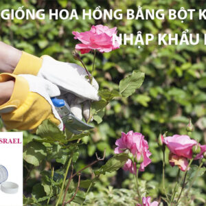 Nhân Giống Hoa Hồng Hiệu Quả Bằng Bột Kích Rễ Israel cây thân gỗ (Hủ 100gr có trị nấm)