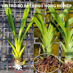 Chức Năng Thuốc Kích Rễ Israel giúp Bộ Rễ Cây khỏe mạnh, hạn chế nấm bệnh và năng suất cao (hủ 100gr)