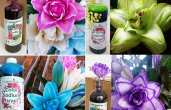 Nhuộm Hoa Bảy Sắc Cầu Vồng thế nào?