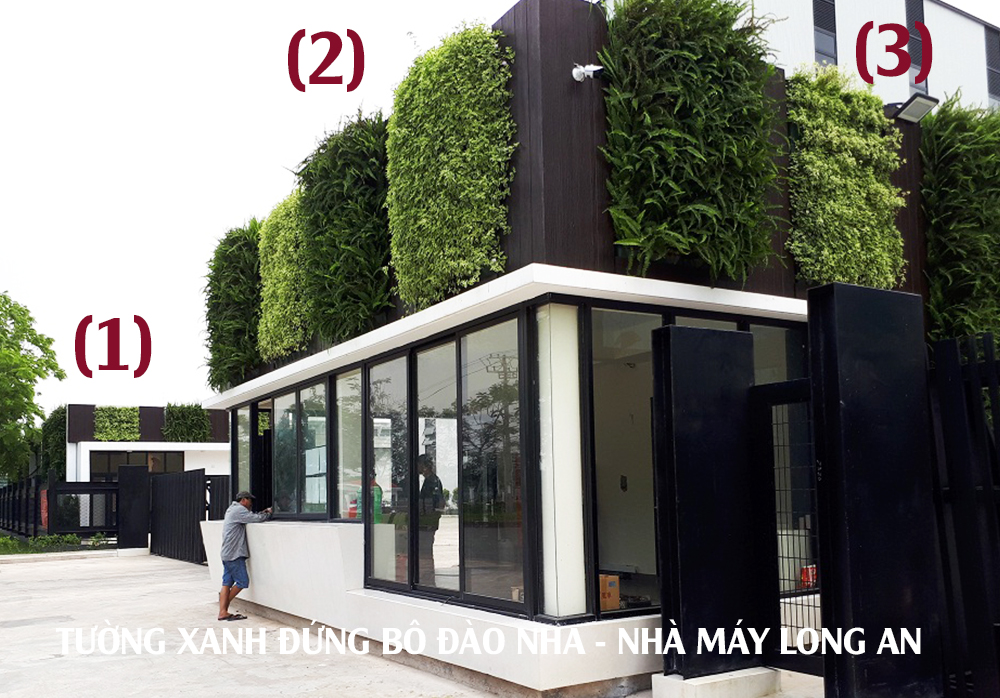 Chăm Sóc Bảo Dưỡng Cây Xanh Đứng Định Kỳ (1m2) sau bàn giao thi công Tường Xanh Bồ Đào Nha