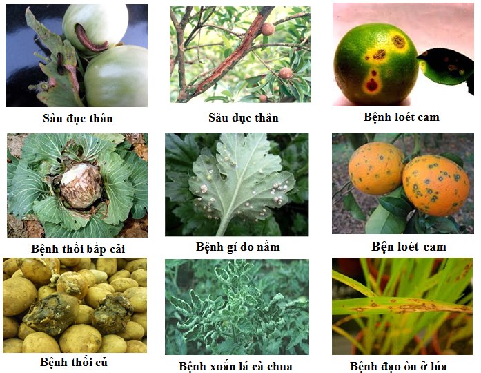 Bẫy Bọ Trĩ Bằng Keo Dính Xanh Nhập Khẩu Israel