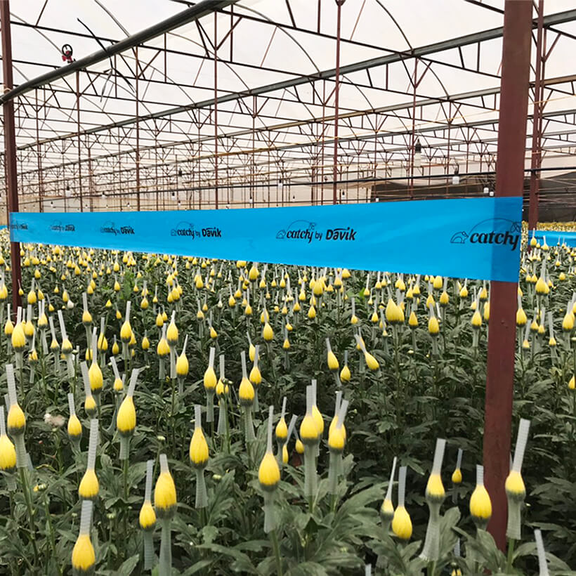 Keo Dính Màu Xanh Diệt Bọ Trĩ nhập khẩu Israel Blue Trap