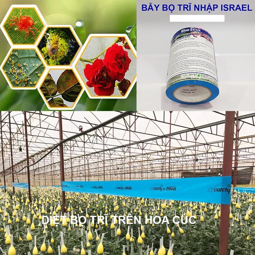 Keo Dính Màu Xanh Diệt Bọ Trĩ nhập khẩu Israel Blue Trap