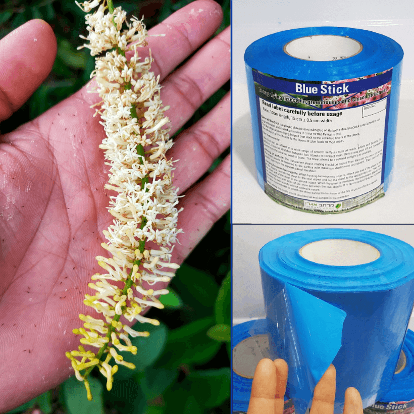 Keo Bẫy Xanh Blue Trap Trị Bọ Trĩ Trên cây Macca