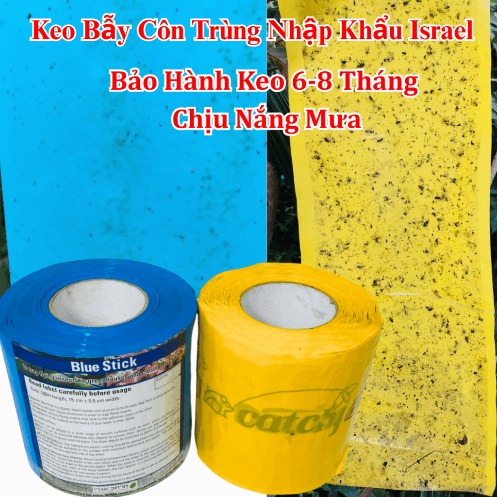 Keo Bẫy Xanh Israel Blue Stick Cuộn 100 Mét – Bẫy Côn Trùng Bay Trong Nhà Kính