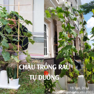 Chậu Trồng Rau & Cây Tự Dưỡng Basic M (size lớn) Nhập Khẩu Bồ Đào Nha