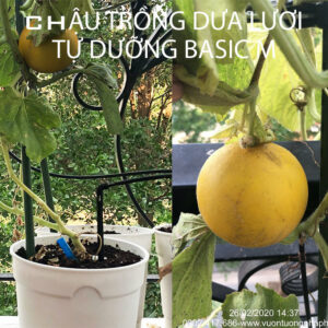Tự Trồng Dưa Lưới tại nhà bằng bộ KIT trồng rau tự dưỡng và tự tưới Basic M